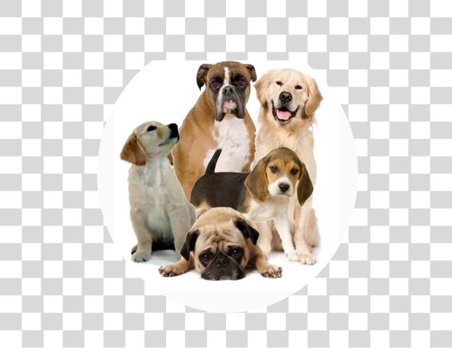 Download Dog Breeds and Canine Behavior Insights Clip Art