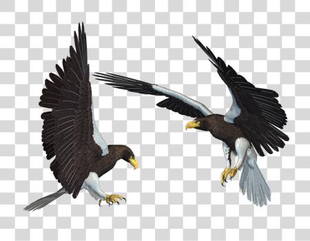 Download Eagle Wildlife Illustration and Soaring Birds PNG file