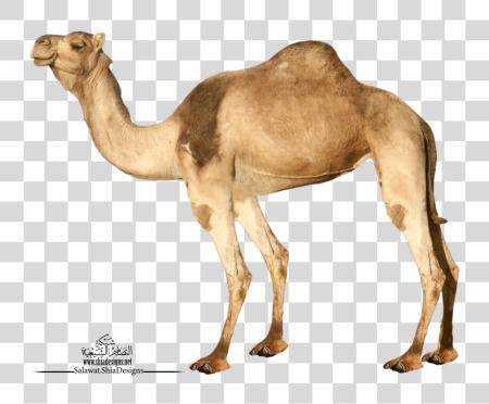 Download Camel PNG file