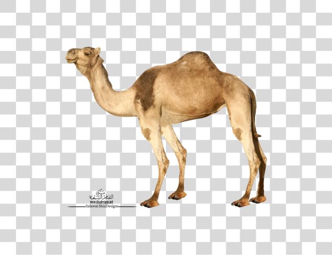 Download Camel Clip Art