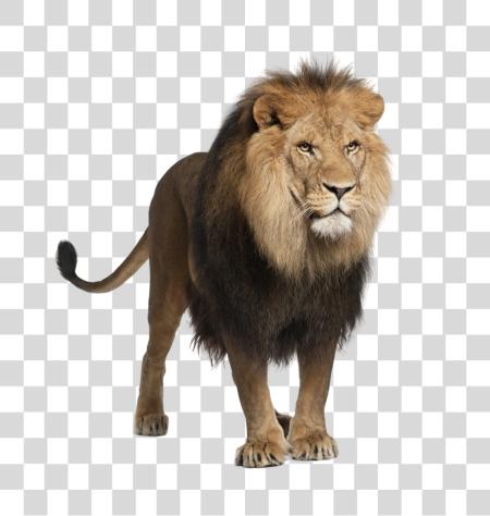 Download Lion Big Cat in African Wildlife Fauna File PNG file