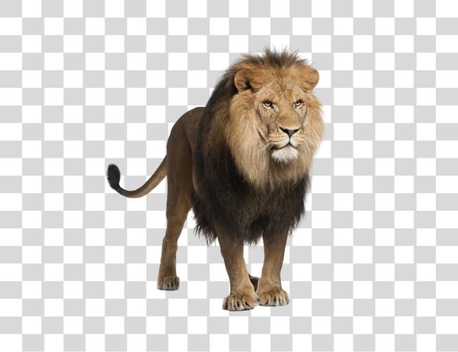 Download Lion grande gato en africano Wildlife Fauna File Clip arte