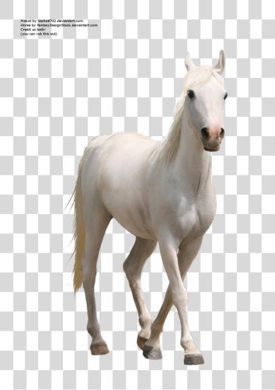 Download Horse PNG file