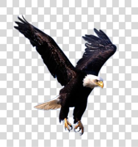 Download Bald Eagle Majestic Bird of Prey Photography PNG file