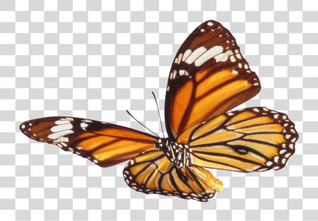 Download Monarch Butterfly with Vibrant Orange Wings PNG file