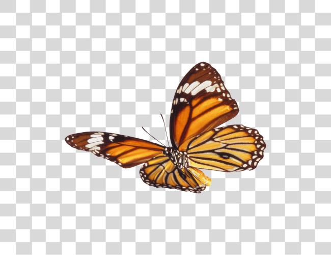 Download Monarch Butterfly with Vibrant Orange Wings Clip Art