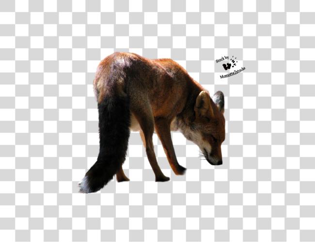 Download Fox Clip Art