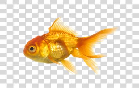 Download Fish PNG file