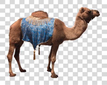 Download Camel PNG file