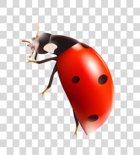 Download Ladybug PNG file