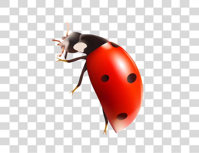 下载 Ladybug Clip 艺术