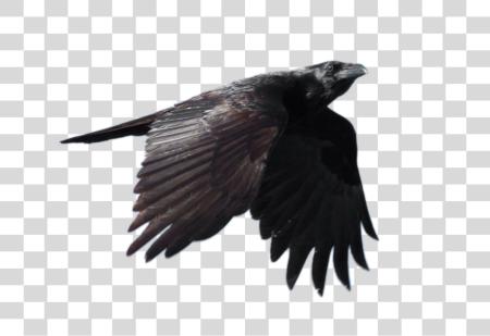 Download Raven Bird PNG file