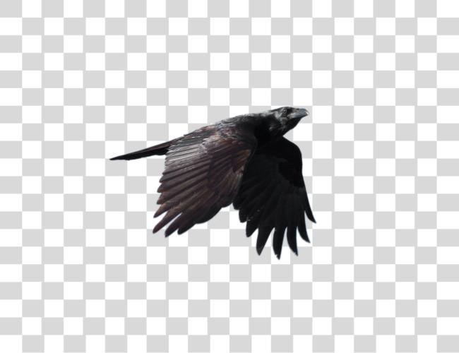 Download Raven Bird Clip Art