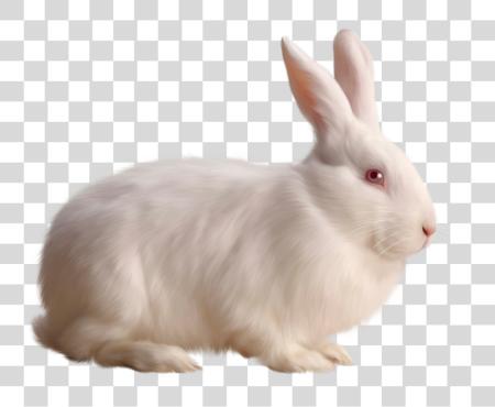 Download White Rabbit PNG file