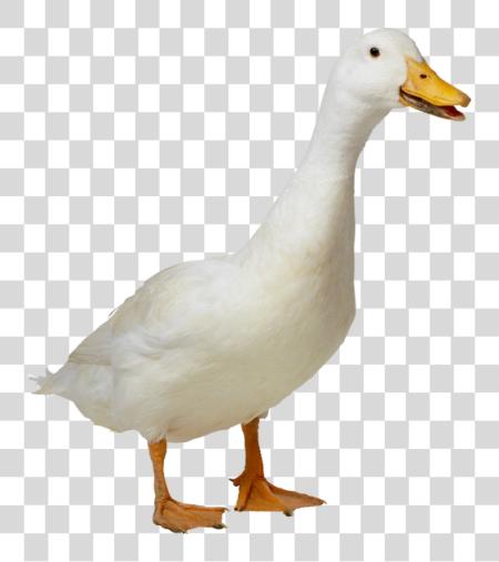 Download Duck PNG file