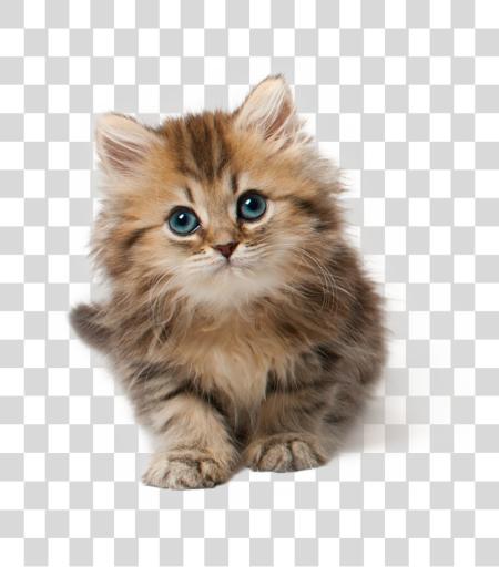 Download Fluffy Kitten Adorable Cat Cute Feline Photography File PNG file