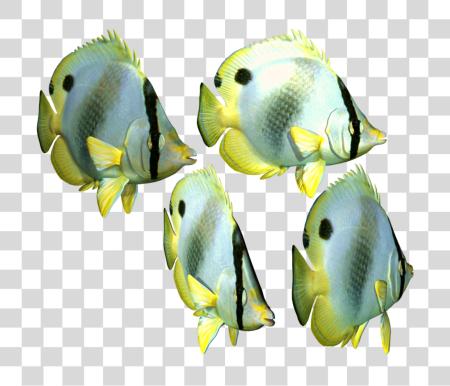 Download Fish PNG file