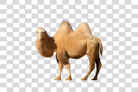 下载 Camel PNG file