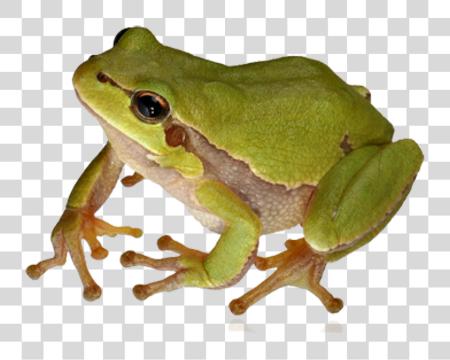 Download Frog PNG file