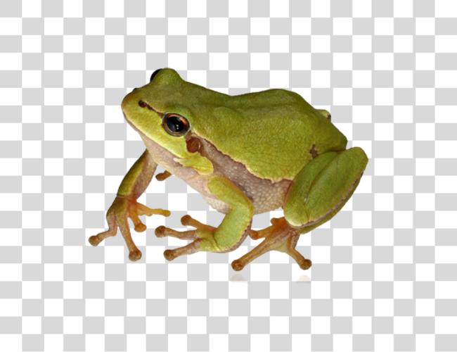 Download Frog Clip Art