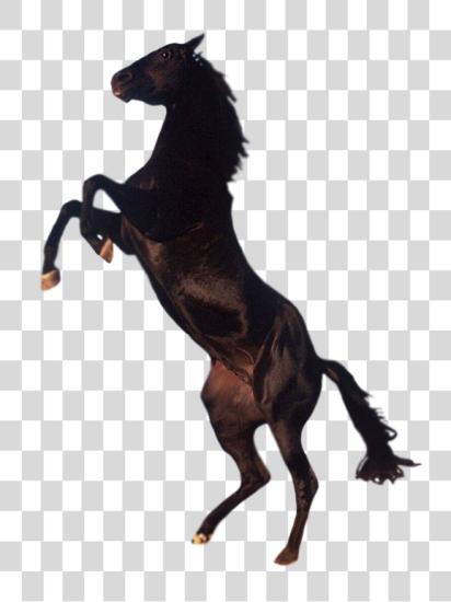 Download Horse PNG file