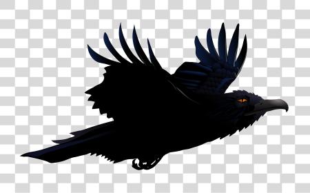 Download Raven PNG file