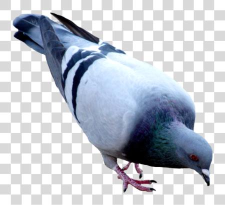 Download Pigeon File PNG file