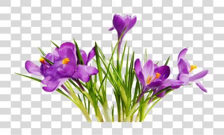 Download morado Crocus Flowers primavera Blooms vibrante pétalos File PNG file