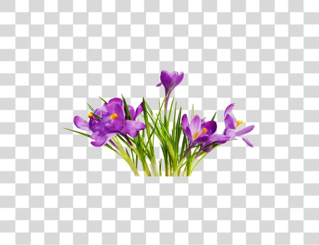 تحميل أرجواني Crocus زهور ربيع Blooms نابض بالحياة بتلات ملف مقطوعة فن