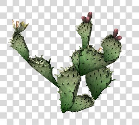 تحميل Cactus نباتات Prickly Pear Succulent Foliage Cutout بي ان جي ملف