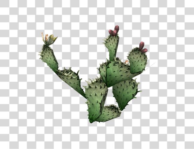 Download Cactus Plant Prickly Pear Succulent Foliage Cutout Clip Art