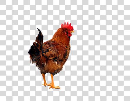 تحميل Chicken بي ان جي ملف