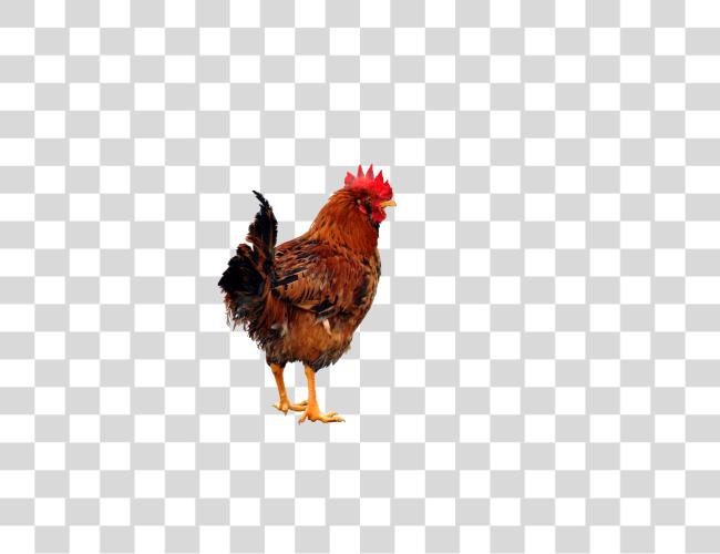 Download Chicken Clip Art