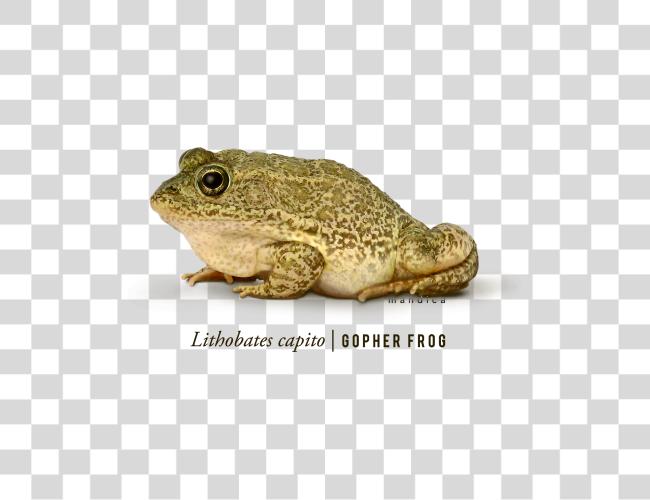 Download Frog Clip Art