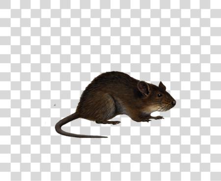 Download Rat ratón Rodent Nocturnal pequeño mamífero Info File PNG file