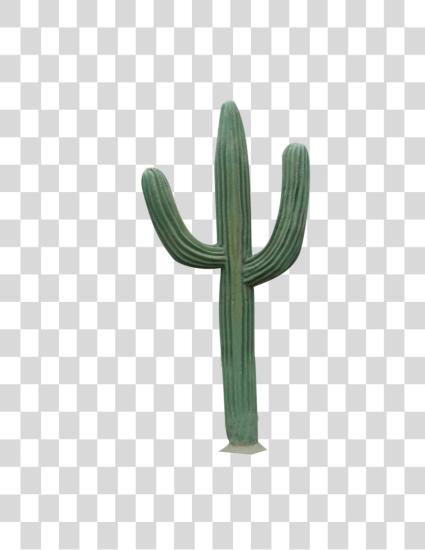 Download Cactus Care Tips for Saguaro and Succulent Plants PNG file