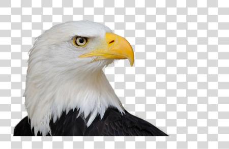 Download Bald Eagle Wildlife Photography American Symbol PNG file