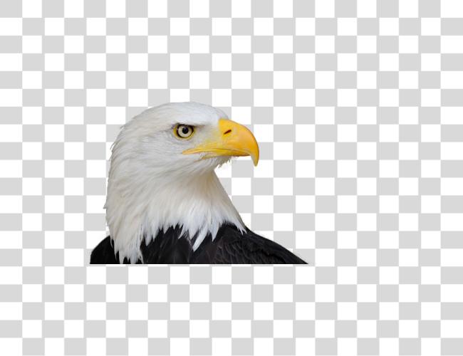 Download Bald Eagle Wildlife Photography American Symbol Clip Art