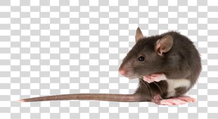 Download Rat ratón Rodent Pet pequeño animal cuidado Tips PNG file