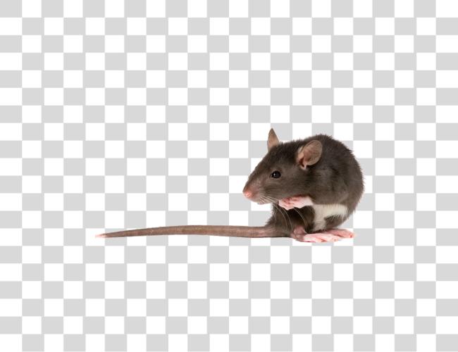 تحميل Rat فأر Rodent حيوان أليف صغير حيوان رعاية Tips مقطوعة فن