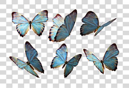 下载 蓝色 Morpho Butterflies 和 Tropical Insects PNG file