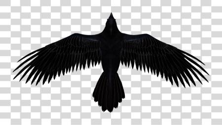 Download Raven PNG file