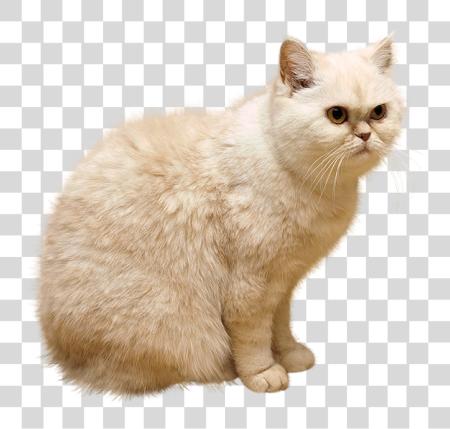 Download Persian Cat Fluffy Domestic Pet Cute Kitty PNG file