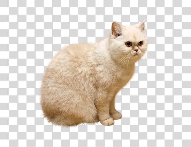 Download Persian Cat Fluffy Domestic Pet Cute Kitty Clip Art