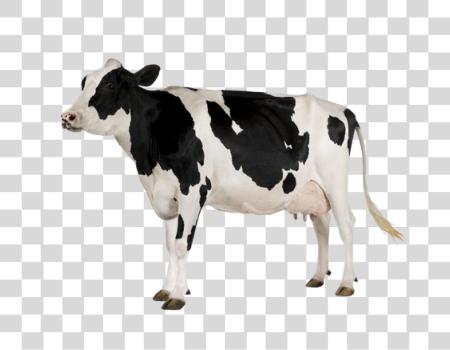 Download Cow PNG file