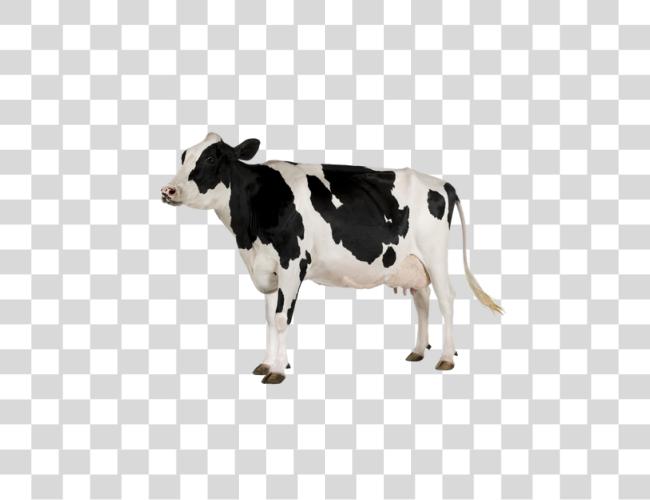 Download Cow Clip Art