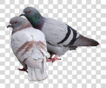 下载 Pigeon PNG file