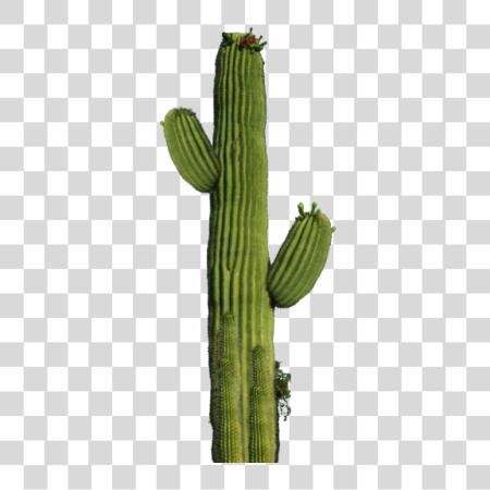 下载 Saguaro Cactus Desert Plant in Arizona Flora PNG file