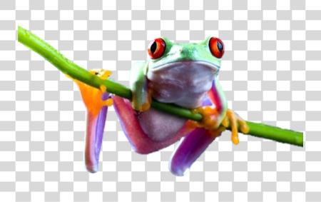 Download Frog PNG file