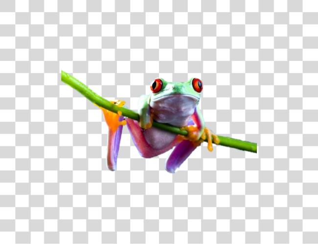 تحميل Frog مقطوعة فن